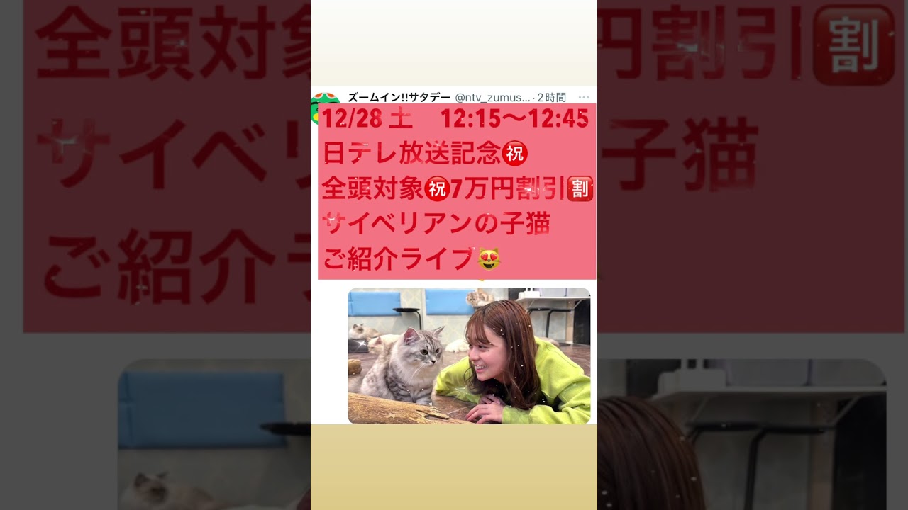 12/28 土12:15〜#サイベリアン　の#子猫のご紹介ライブを配信！日テレ　ズームインサタデー放送記念！本日より子猫全頭対象😻なんと本日デビューのベビー５頭も対象！😻7万円割引キャンペーン開始