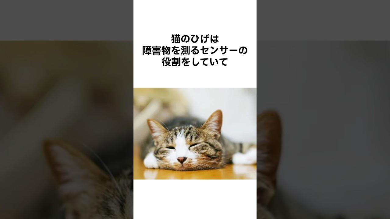 【そんなバカな！】猫の雑学 #shorts #ねこ #雑学