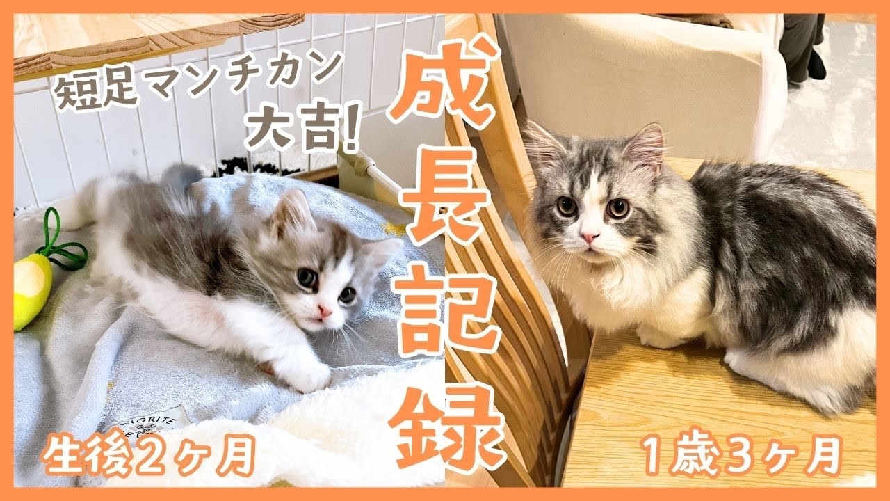 大吉が我が家にやってきてから1年間の成長記録