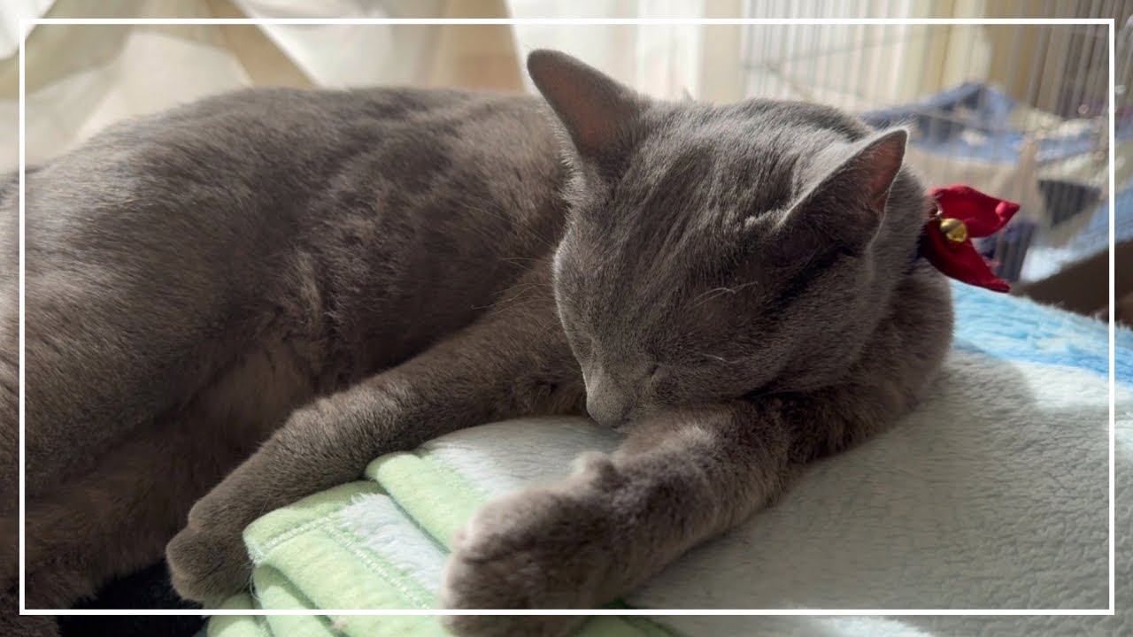 いっぱい遊んでご飯食べて疲れてぐっすり眠るロシアンブルーのノアちゃんが可愛かった。