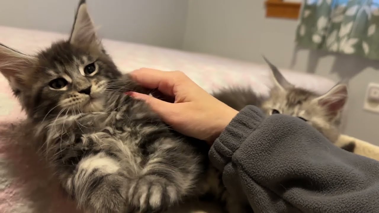 7.5  week old Maine Coon kittens, Babies Maine Coon kittens, babies are just too cute