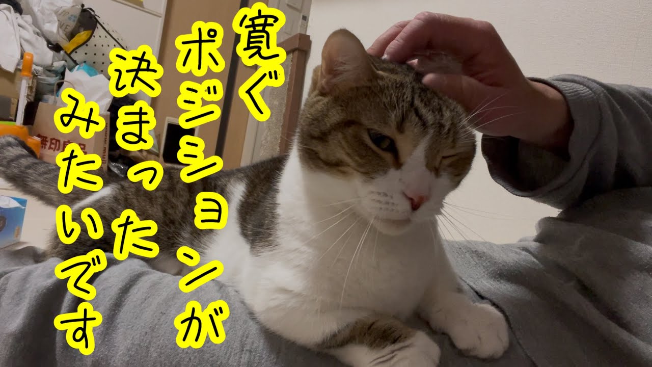 パパの体のどこで寛ごうか悩んでいる猫がこちらw