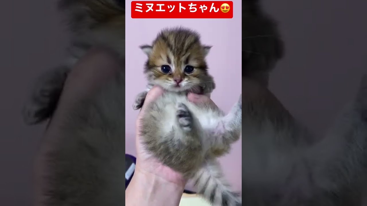 可愛くてかまってしまう〜😸