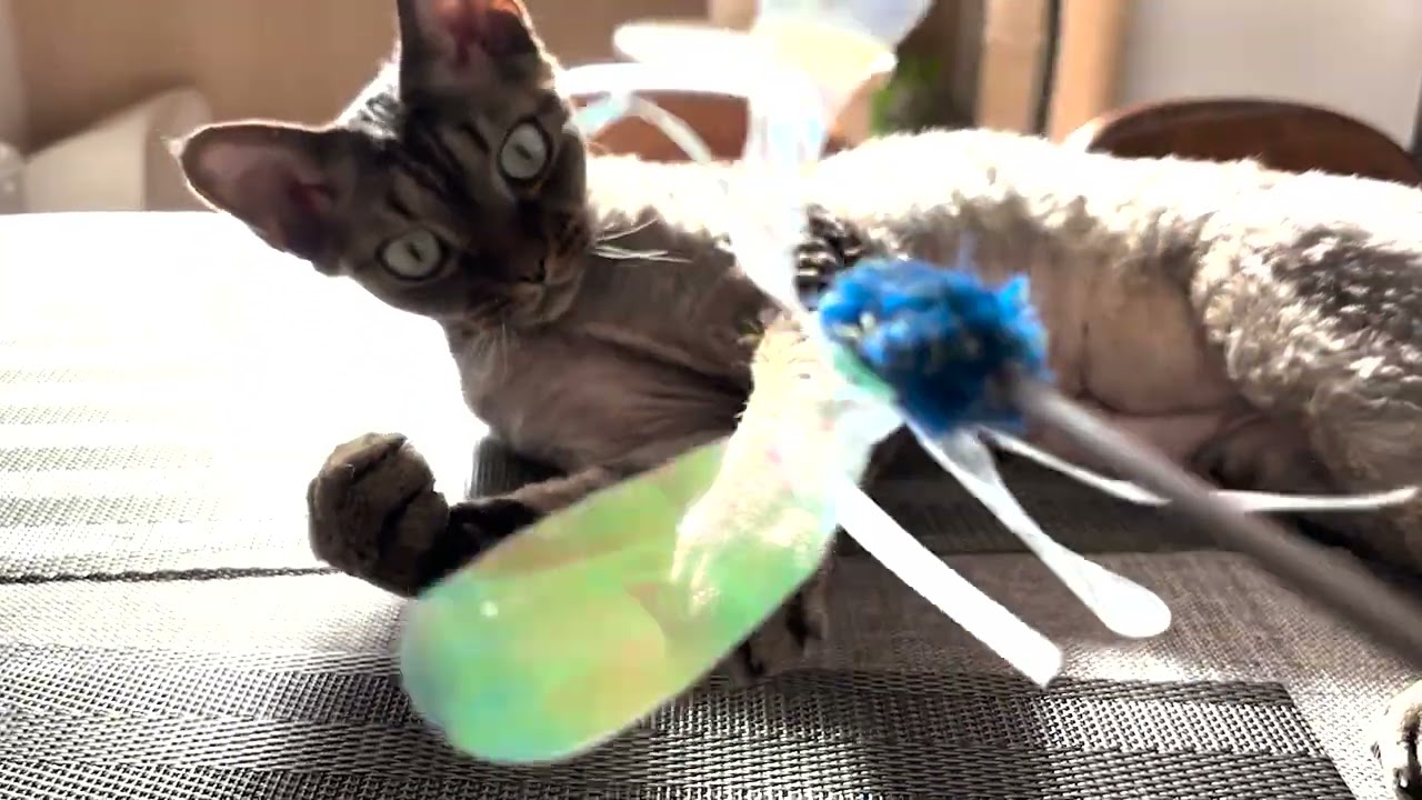 デボンレックス猫と猫じゃらしで遊びました(Playing with Devon Rex cat using a cat toy)