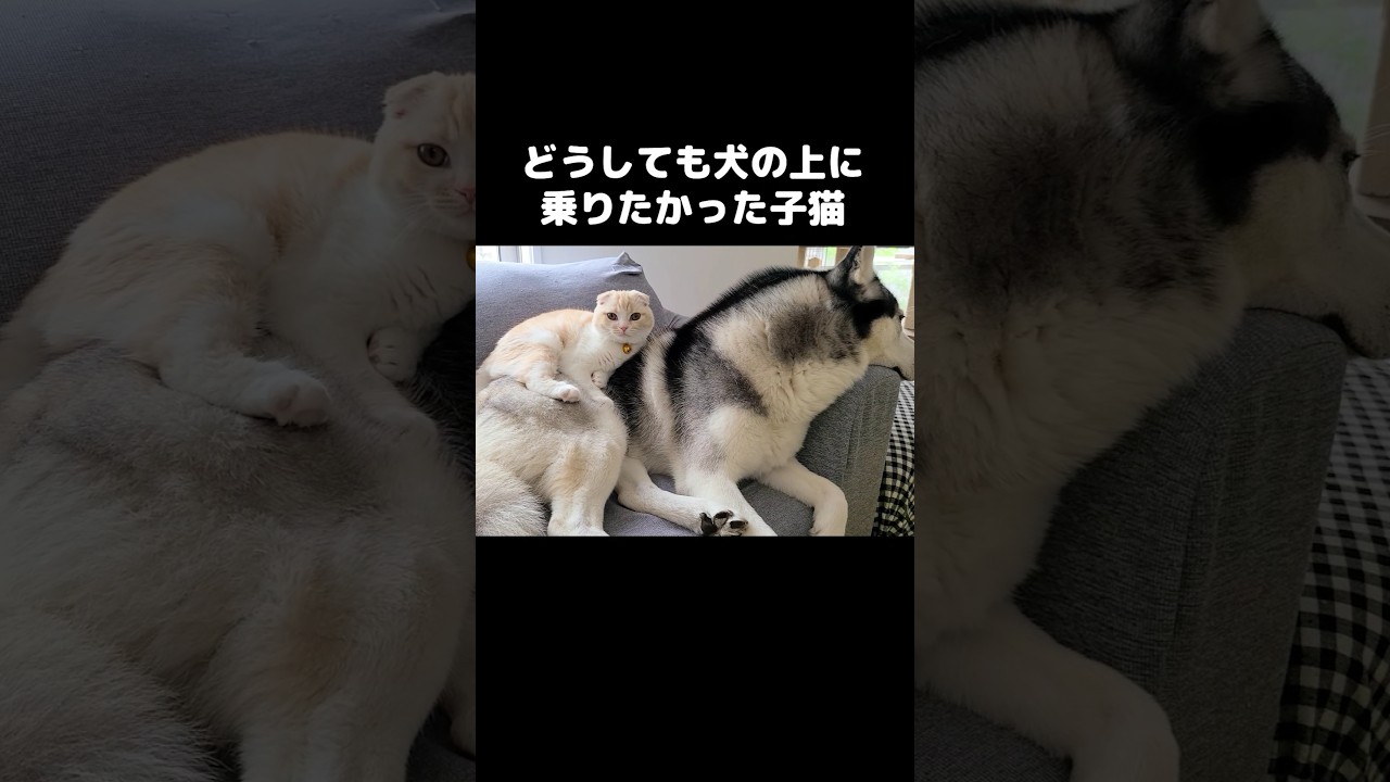 どうしても犬の上に乗りたかった子猫がかわいい...#shorts