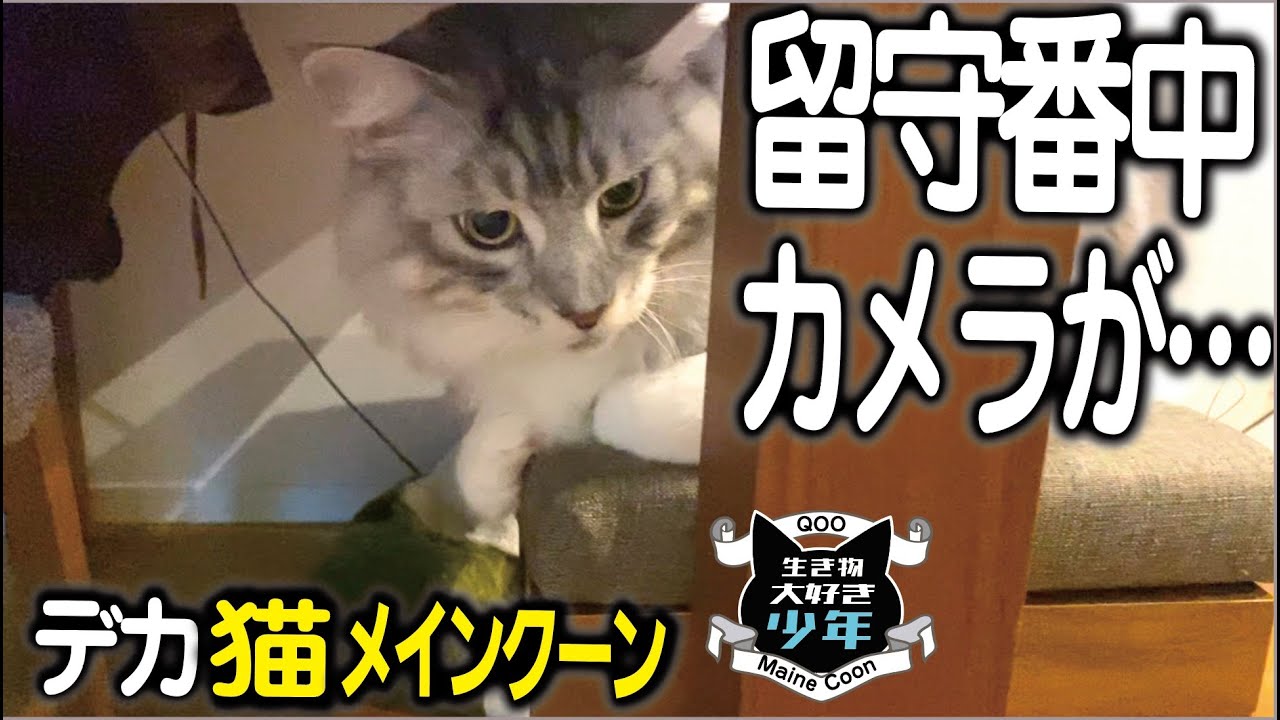 【メインクーン】大型猫は留守番中何をしているのか？カメラで録画していたら。。。