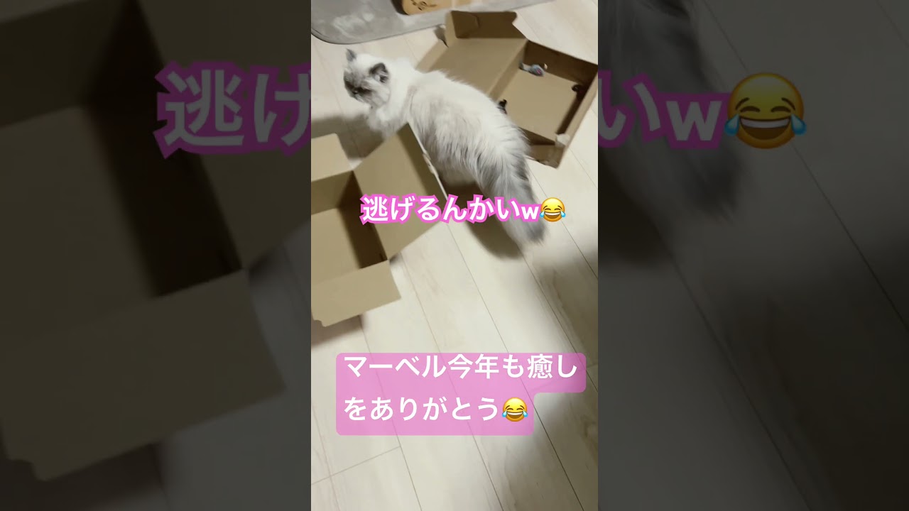 ヒマラヤンのマーベル🐈🐾🫶💕︎︎いつも癒しをありがとう😂 #shorts #newjeans #lyrics #cat #ねこのいる暮らし