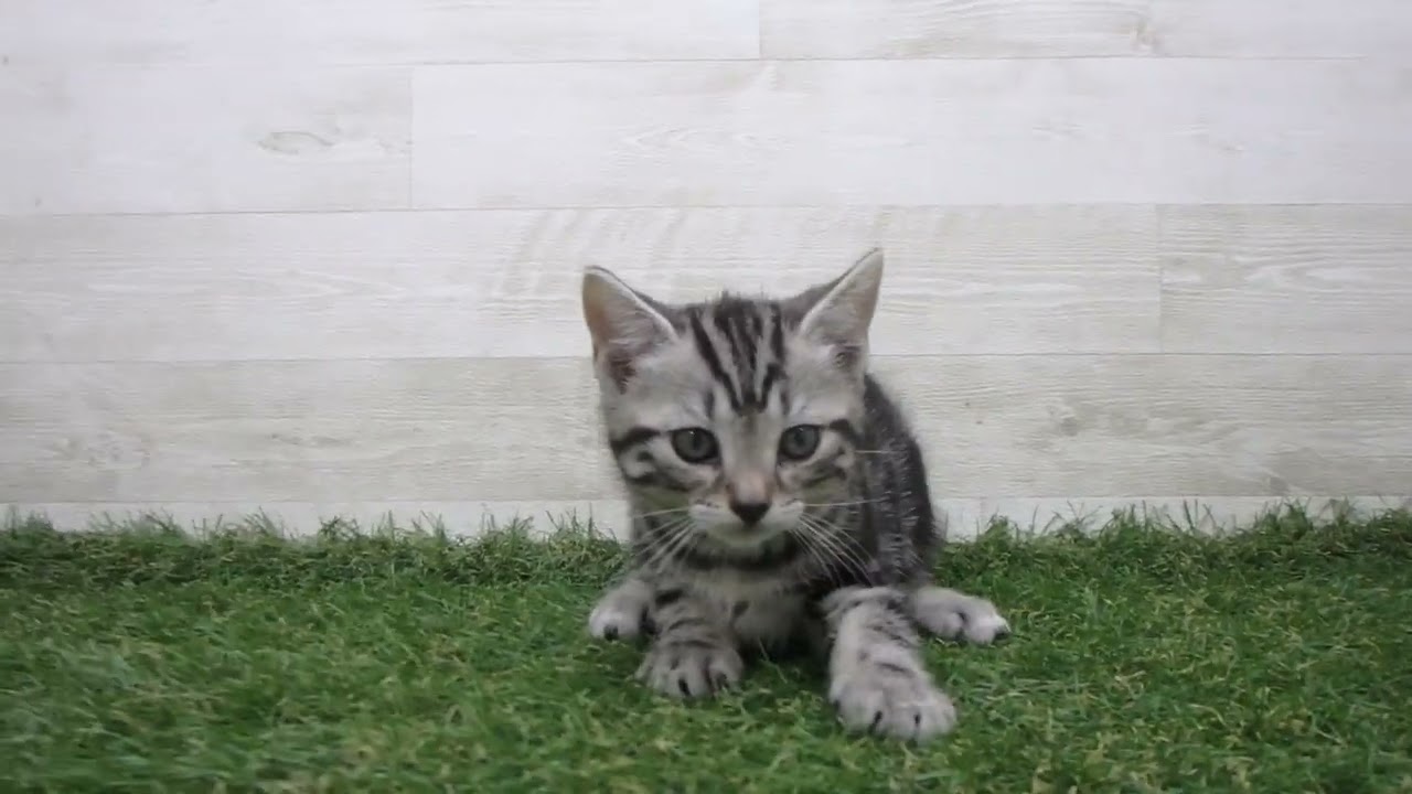 Coo&RIKU　No00701806 アメリカンショートヘアー