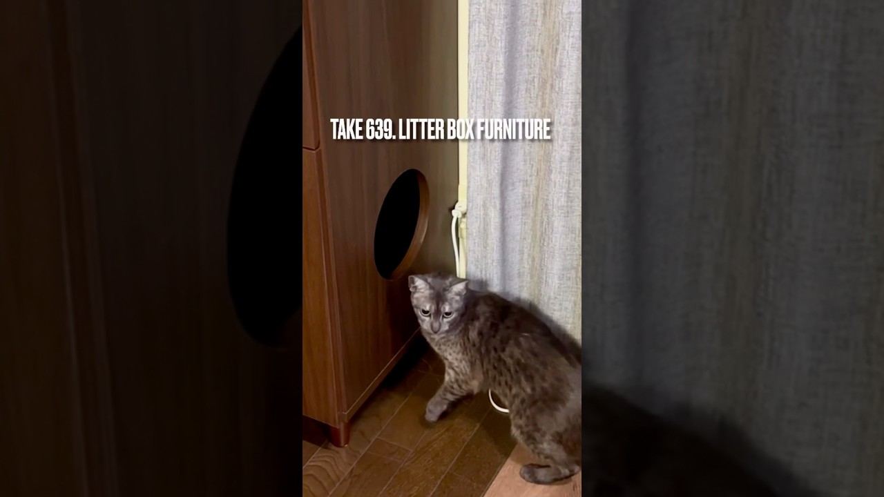 自動トイレ消えて @宮武製作所 #キャットクローゼット #galetta 来たにゃ❗️すぐに慣れて広々快適で嬉しいにゃ‼️#egyptianmaucat #エジプシャンマウの仲間たち #shorts