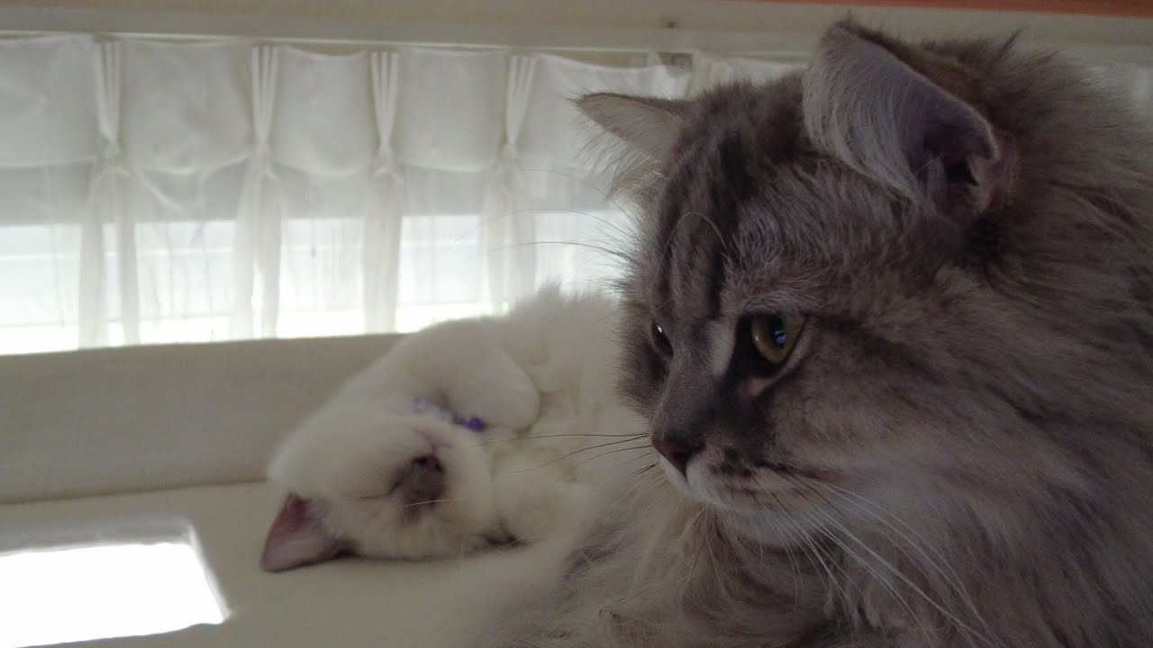 バーマンのカイくんは、大変元気なかまってちゃんです