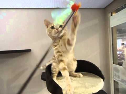 50952　アメリカンショートヘアー