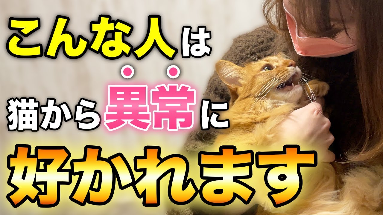 【完全版】猫に異常に好かれる人の特徴10選