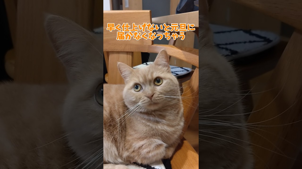 【油断も隙もないマンチカン】 #shorts #猫 #ねこ #cat