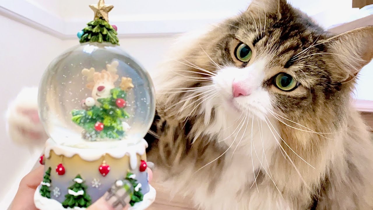 クリスマスが楽しみすぎて大暴れする北欧猫