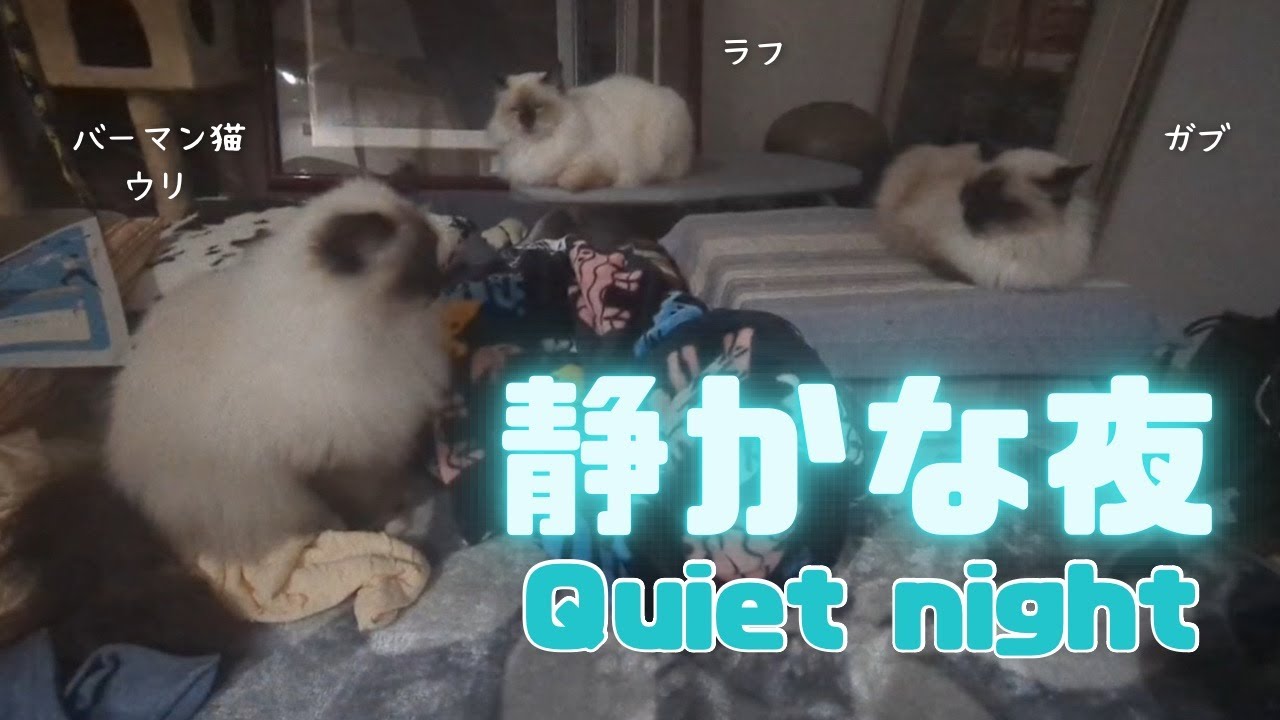 バーマン猫ウリとラフとガブ【静かな夜】Ｑuiet night（バーマン猫）Birman/Cat