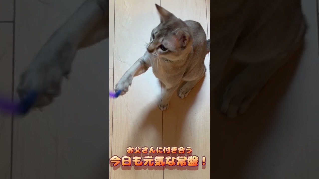今日も常磐は元気です！ #cat #cute #shorts #シンガプーラ #funny #kucing #chat #gato #猫好きさんと繋がりたい #猫のいる暮らし