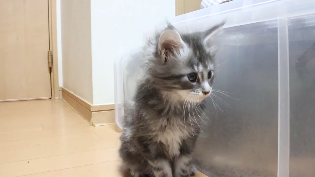 メインクーン子猫のサラビちゃん予約頂きました
