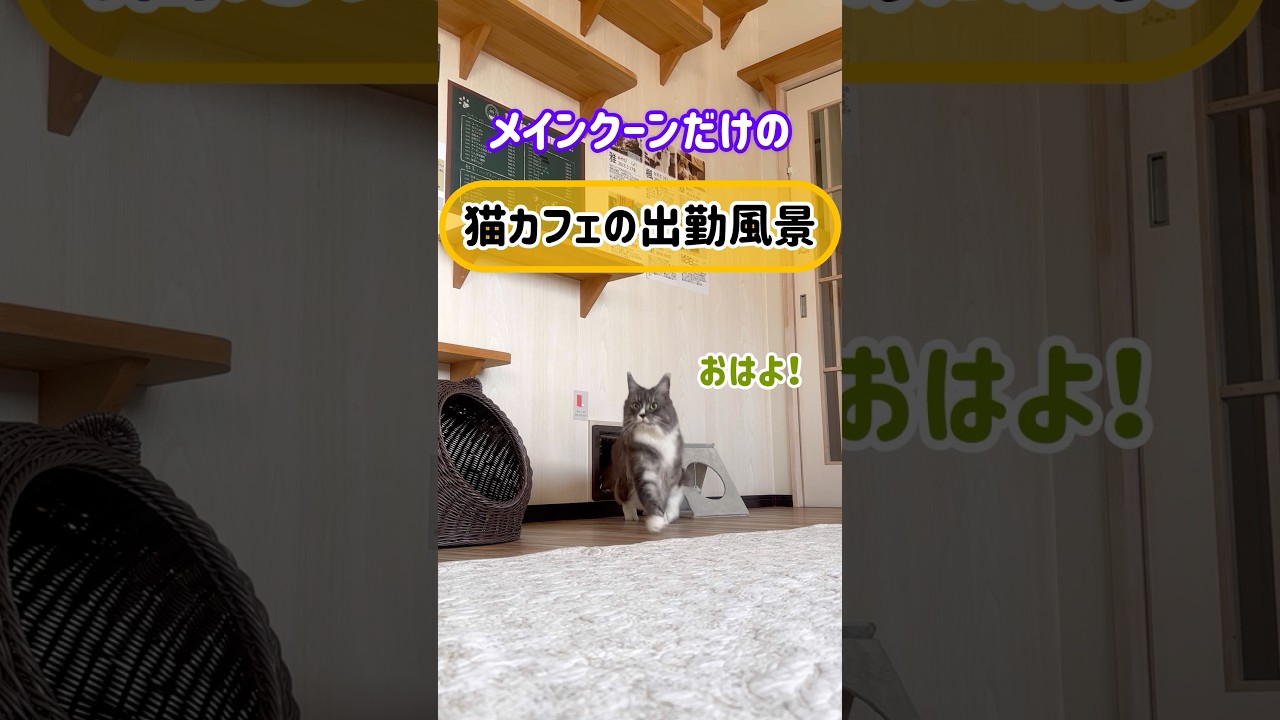 メインクーンだけの【猫カフェの出勤風景】#cat #cooncat #mainecat