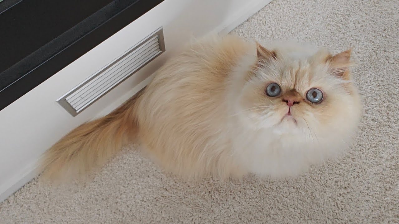 Fat Boy gets his daily exercise!