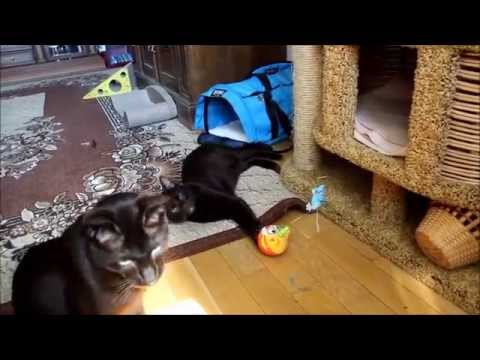 Havana Brown Cats Gauderic and  Tikhon