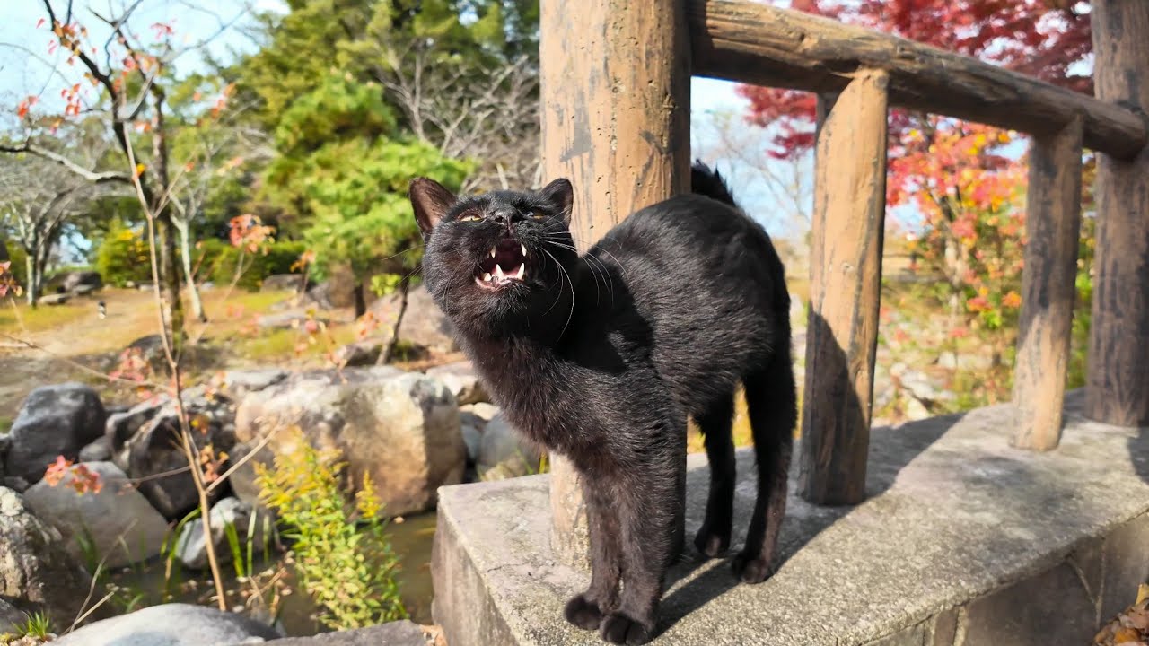 庭園の猫たち集まってきた。足の悪い黒猫ちゃんはちょっとビビり