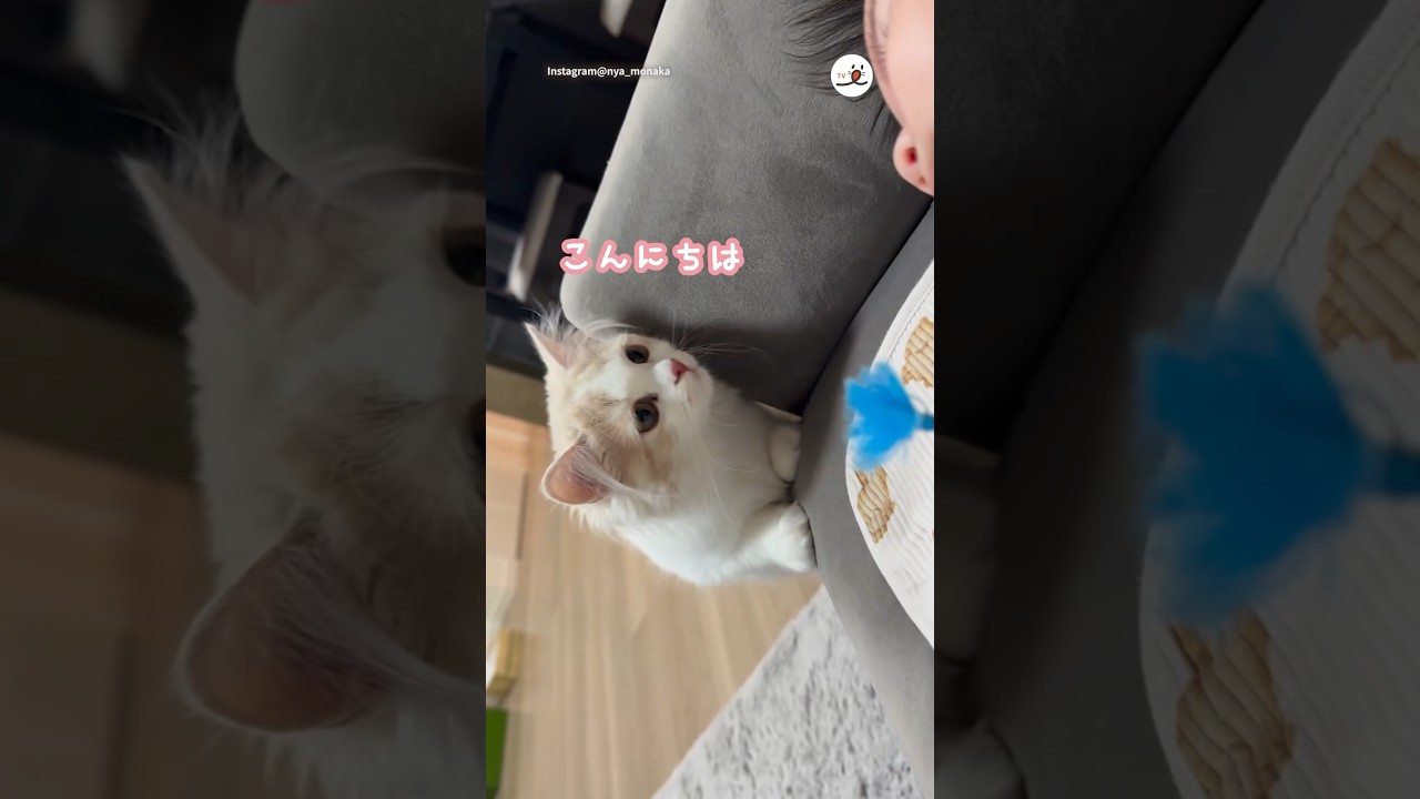 可愛いお友達が来たにゃ🐱｜PECO #スコティッシュフォールド #猫 #愛猫家 #猫のいる暮らし  #scottishfold#cat #catlover #catlife