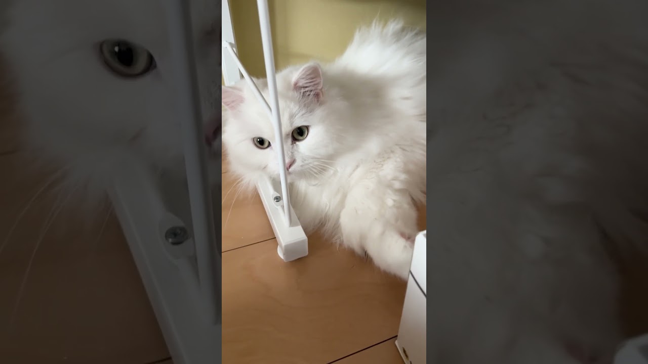 ななちゃん新しい休憩スペース　ᓚᘏᗢ#cat #ねこ #shorts #ラガマフィン #しろねこ