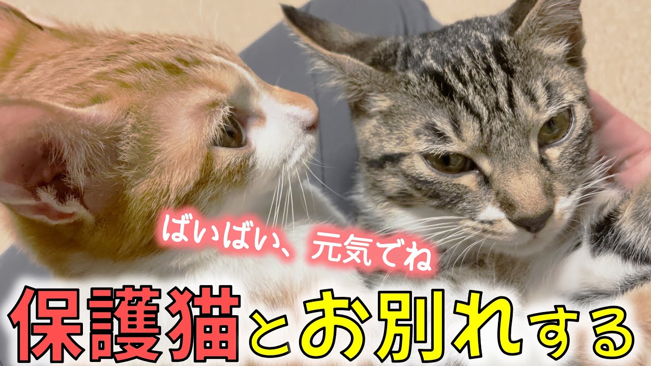 【お別れ子猫】さらば、わかめ＆ツナマヨ！そして里親探しは続く。