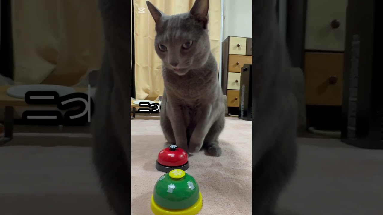 【ロシアンブルー】めろん〜今年も残り５日〜早いね🫢今朝もめろんはおねだり🛎️絶好調🤗【猫】#shorts