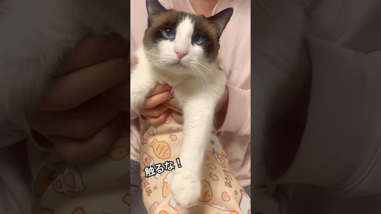 怒ると恐いかも知れない猫、もう怒ってる！#shorts #スノーシュー猫 #アテレコ