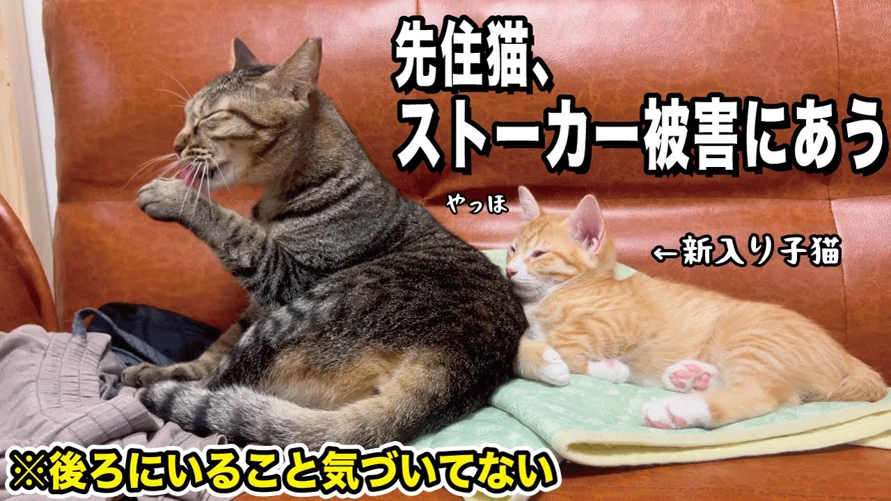 臆病な先住猫がなぜか子猫たちに懐かれストーカーされています