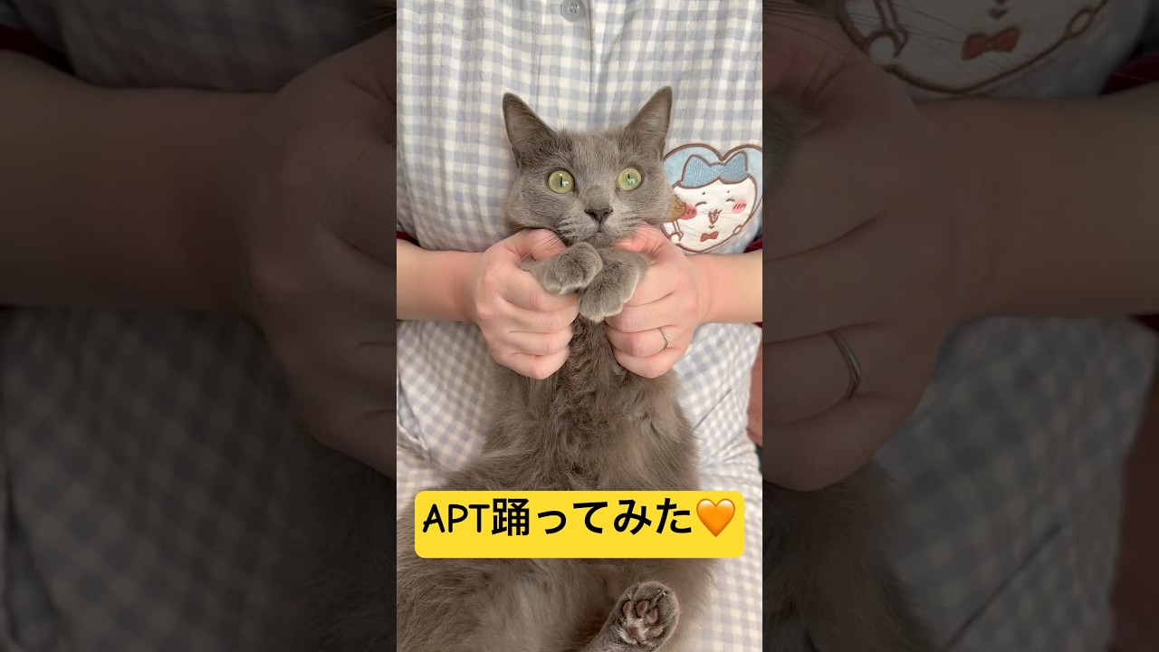【猫ロシアンブルー】そらちゃん「APT」踊ってみた❤️#shorts