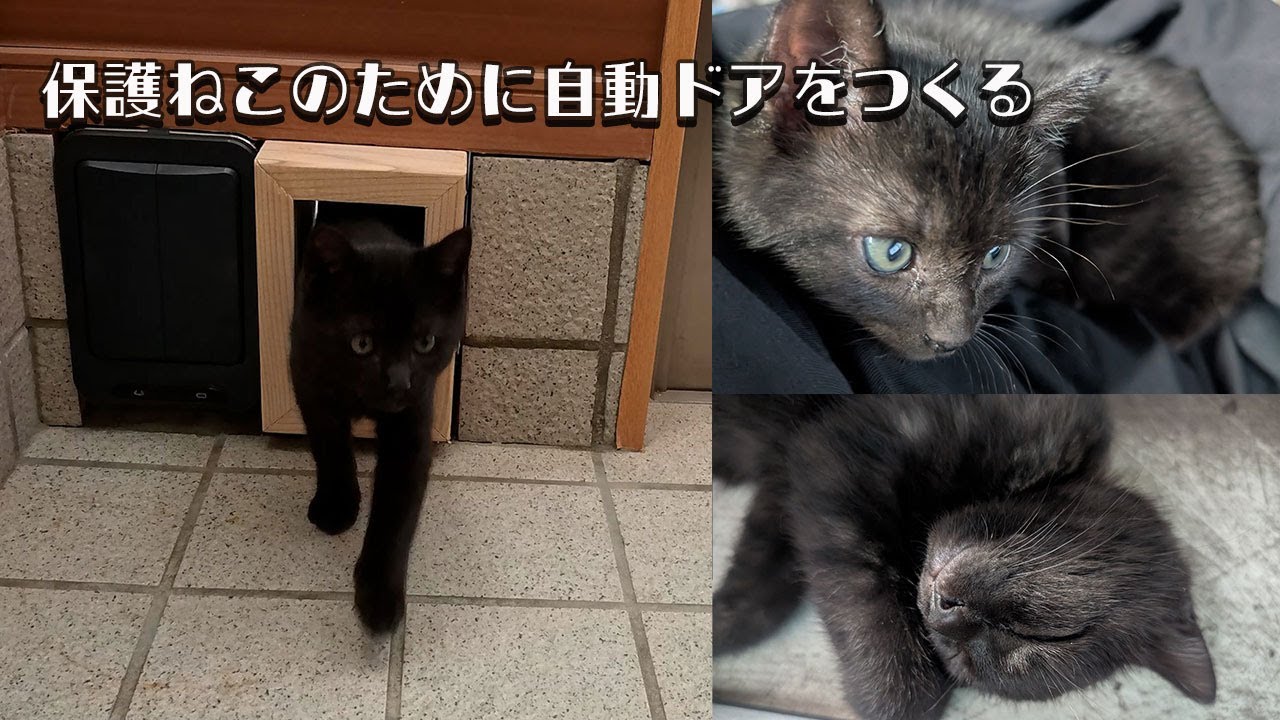 野良猫がウチで子猫を4匹産んでしまった。子猫の為の自動ドアを作るDIY