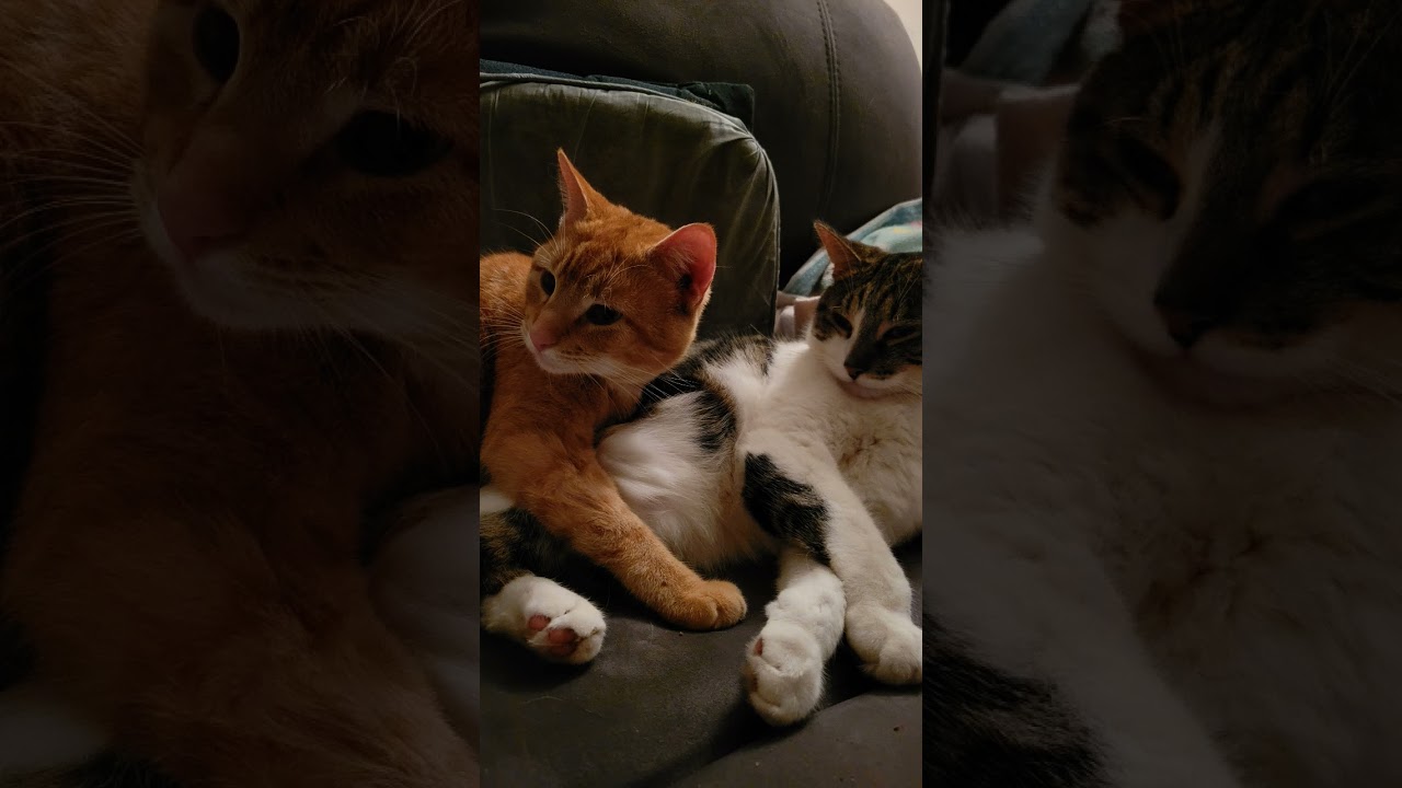 Merry Christmas and Happy Holidays from Marmalade and Woody! #notmymusic #entertainment #fun