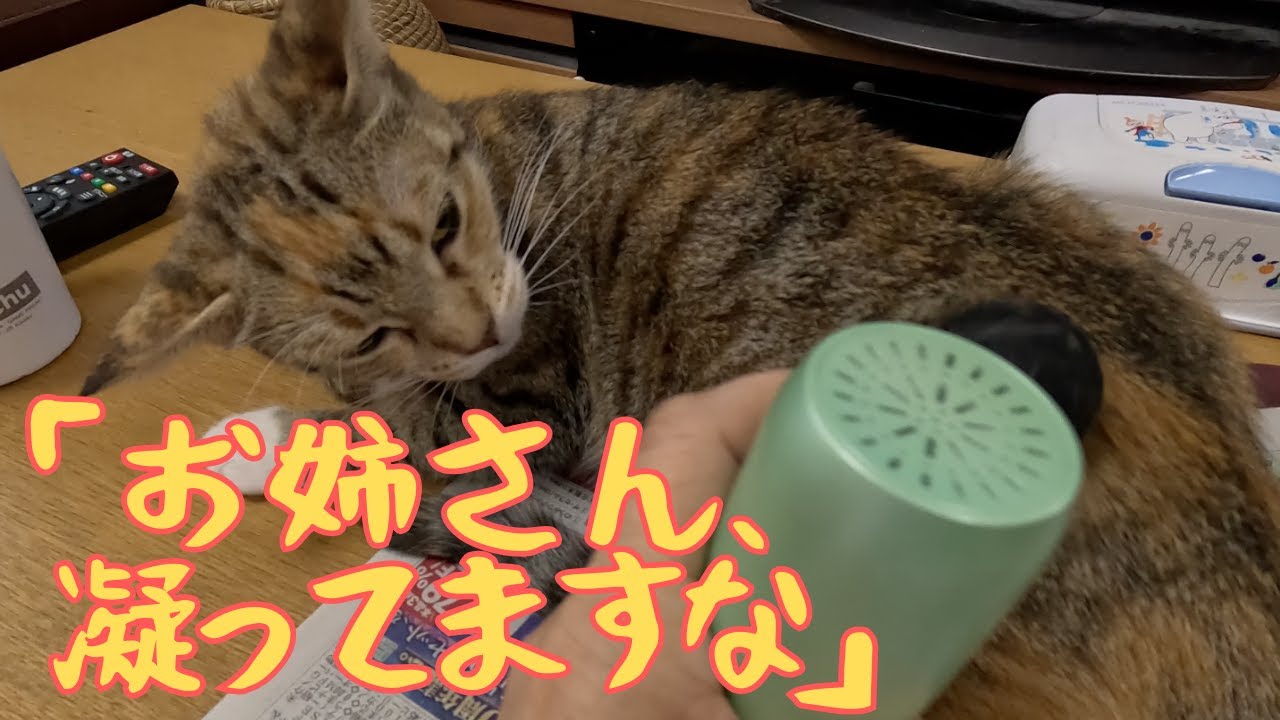 猫も肩こり・腰痛になるのでしょうか〜マッサージ猫〜【猫娘・犬娘たち】