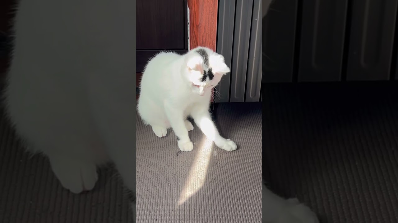 光を追いかける猫ミルねーさん。
