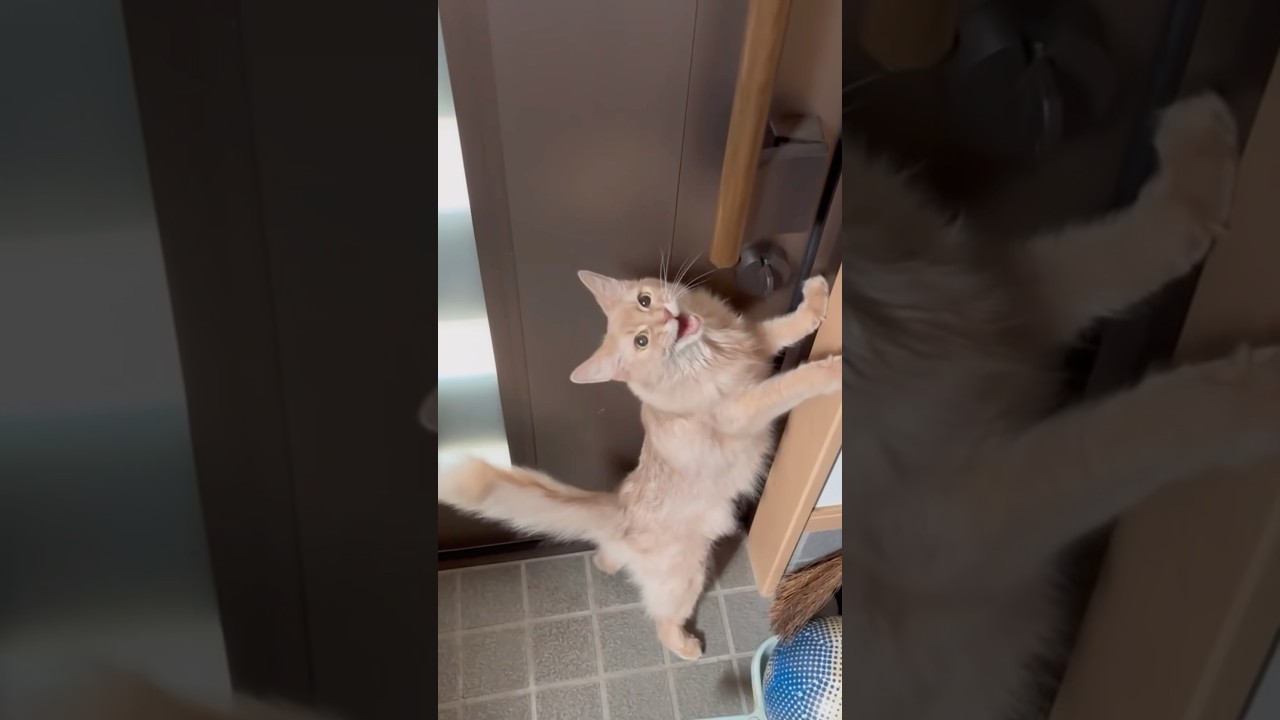 都合良く甘えてくる猫🐱#shorts #猫#ソマリ