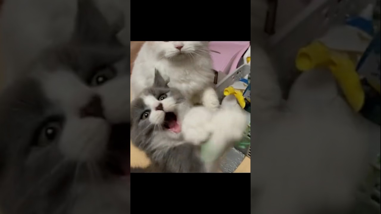 可愛い子猫 ハチワレのスコティッシュフォールド｜猫ブリーダー脱ペットショップ #shorts #子猫