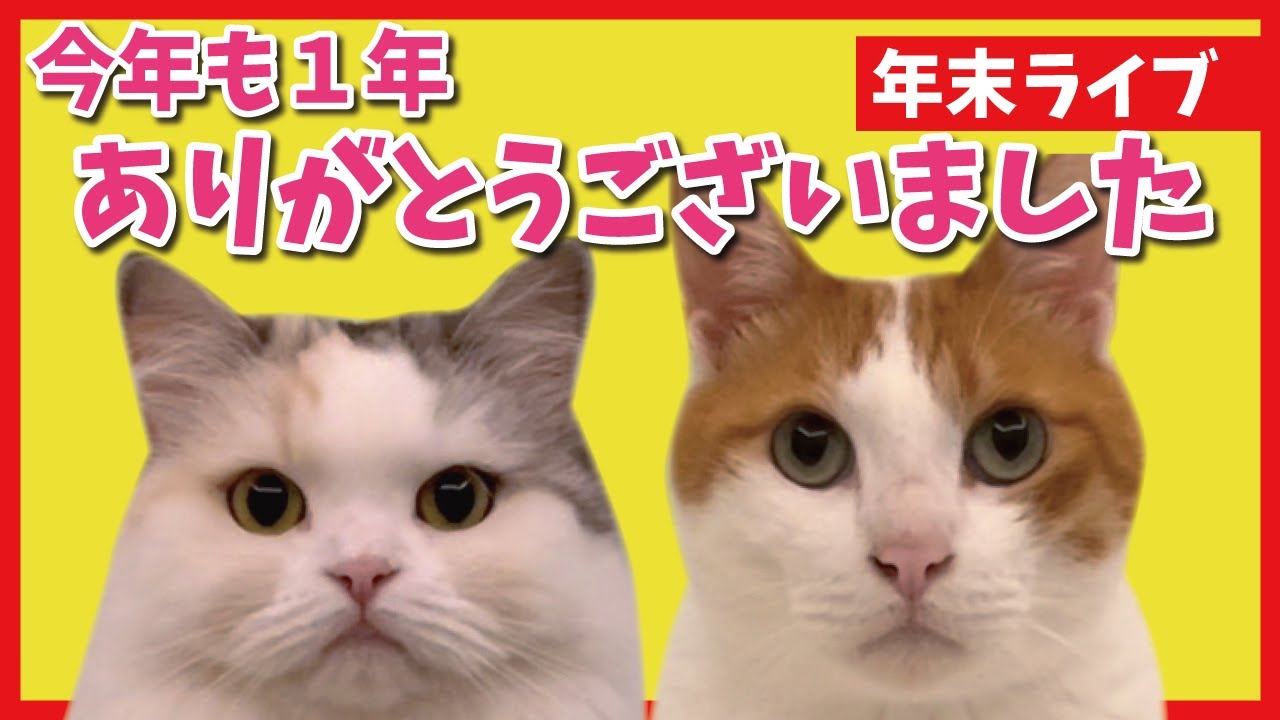 【猫生配信】今年も本当に本当にありがとうございました！【関西弁でしゃべる猫】【猫アテレコ】