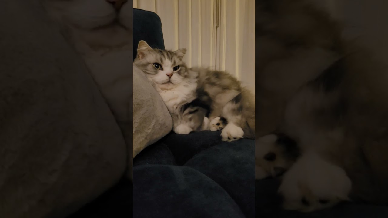 Boots with the Purr #siberian #catbreed #cutecat #siberiancat