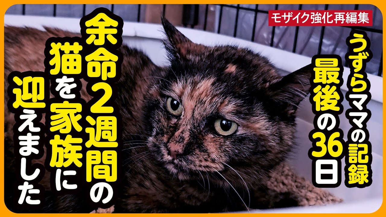 【涙…涙…】2週間の余命宣告を乗り越え、懸命に生きたうずらちゃん...36日間の軌跡