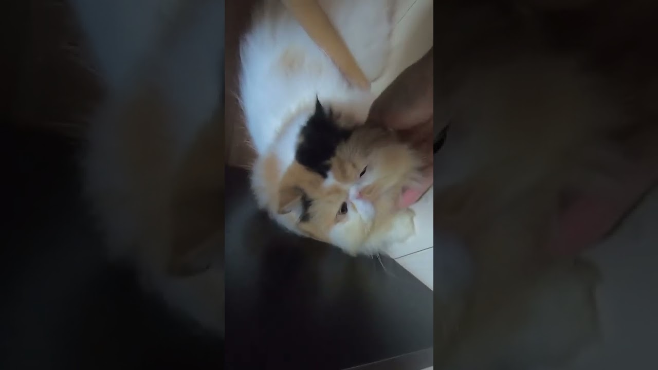 個性的なペルシャ猫と戯れる動画（保護猫カフェキャットスペース）中崎町　＃shorts