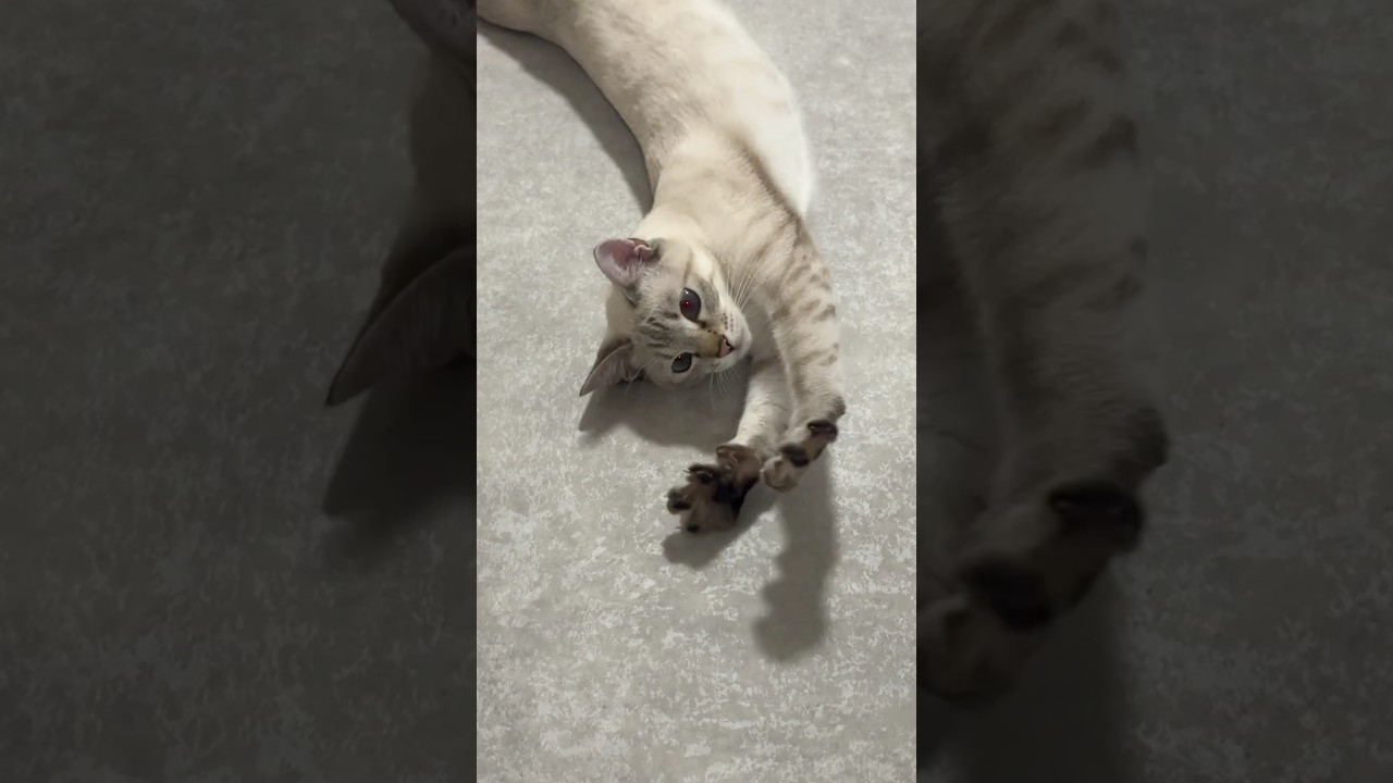 このごろん、可愛すぎない？　#元保護猫　#シャムトラ　#シャムミックス　#cat #猫耳 #kitten #シャムmix  #子猫 #猫耳