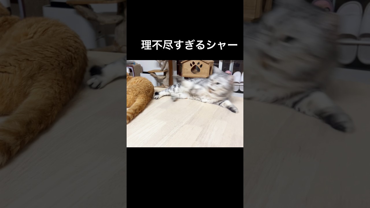 理不尽すぎるシャー #猫 #アメリカンショートヘア #shorts