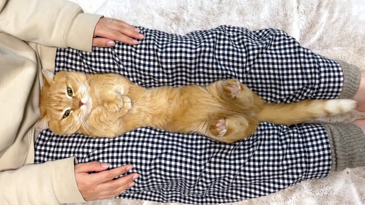 こうなることが分かっていてもママに甘えに来る猫