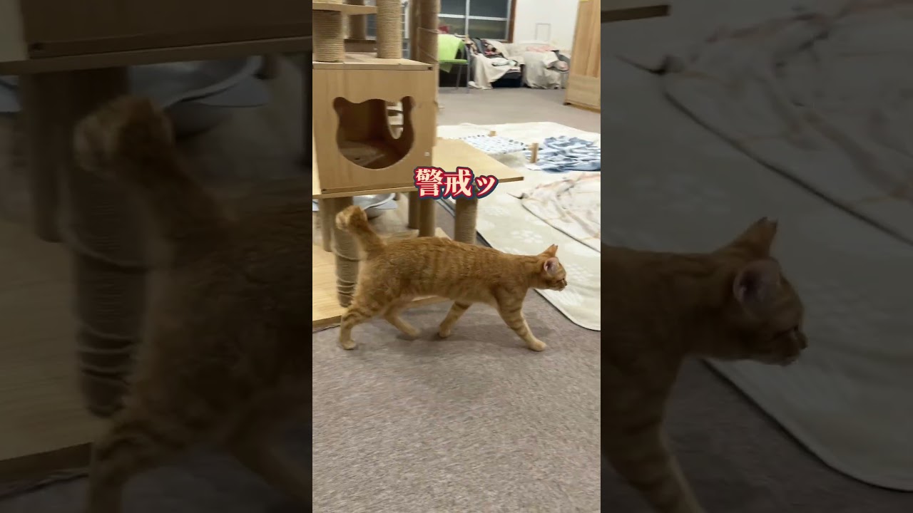 チャイさんの暮らし85。 #保護猫