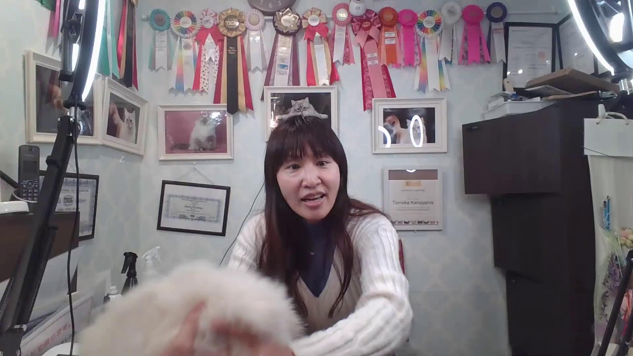 【2024 12/28 サイベリアン子猫ご紹介ライブ　】