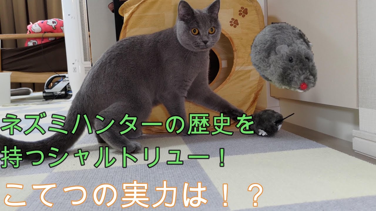 ネズミハンター！シャルトリューのこてつ