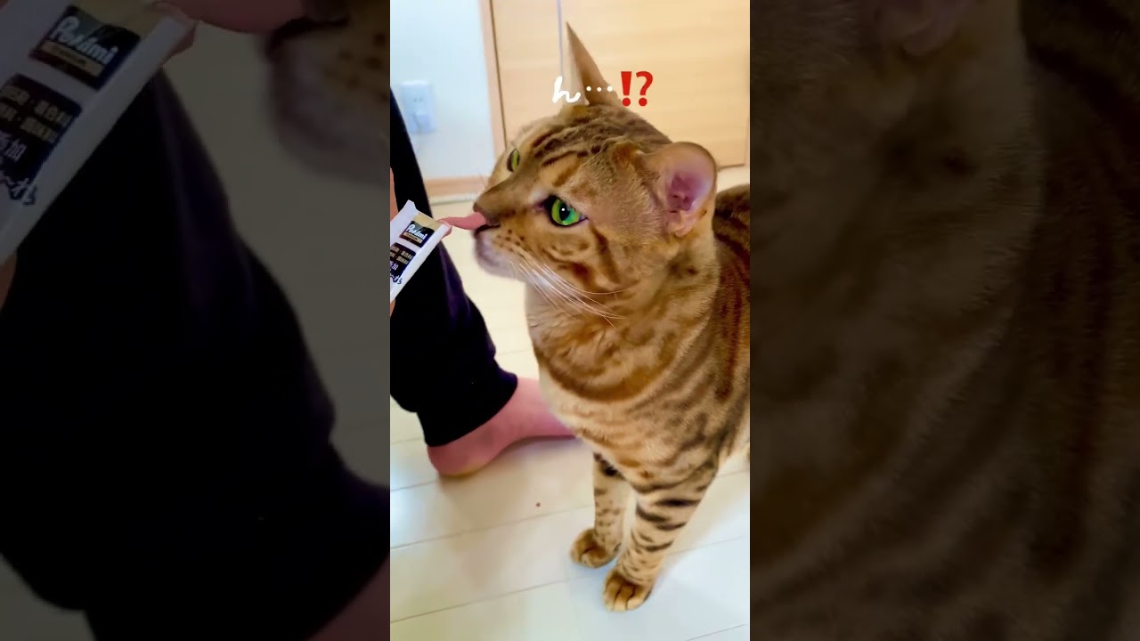 パパさんがチュールあげると…#ベンガル猫 #ペット #ねこのいる生活 #bengalcat #cat