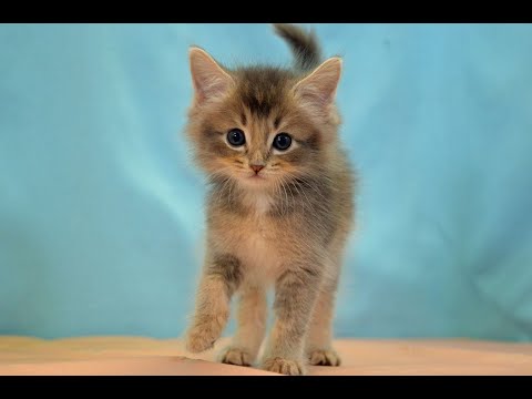 ソマリ　NO.210411　ペットショップ『ヒラマツケンネル』の子猫